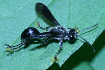 Mason bee with pollinia attached
